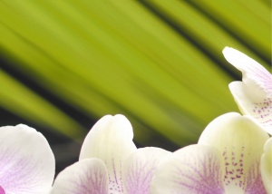 Панно Орхидея 2 фисташковый 25х35 (уп.=10шт)