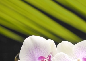 Панно Орхидея 1 фисташковый 25х35 (уп.=10шт)